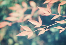 梵克雅寶耳釘斷了維修價格