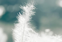 浪琴專注腕上呈現(xiàn)“優(yōu)雅”的表款系列